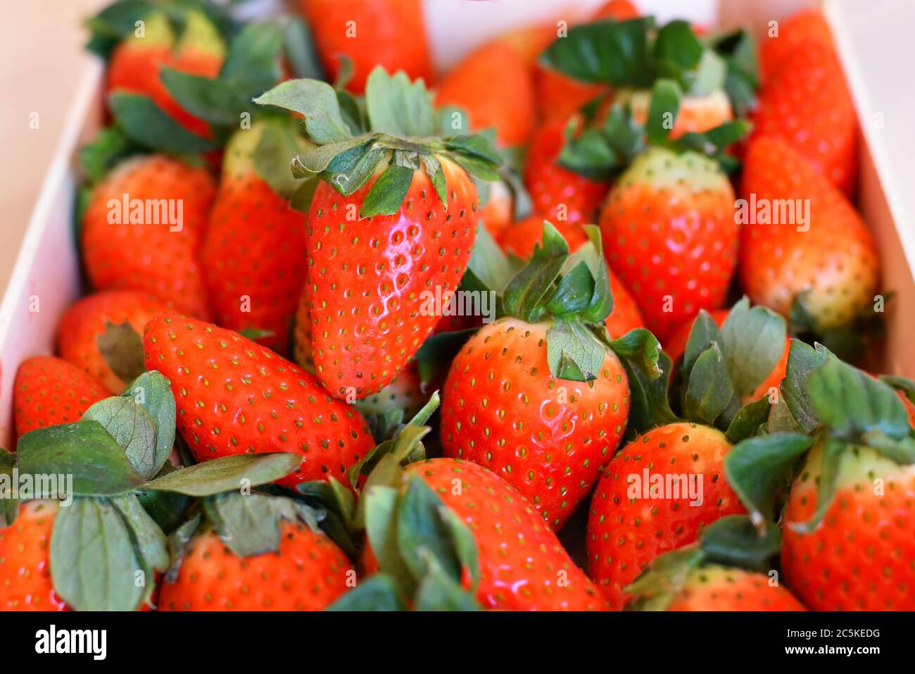 Primo piano di fragole rosse mature succose con foglie verdi. Foto Stock