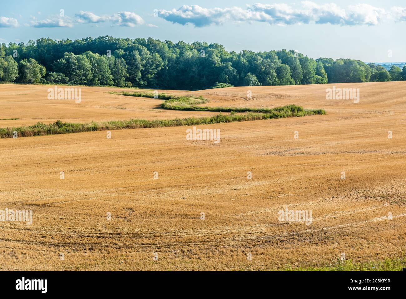 Campo agricolo giallo a caduta sotto cielo blu con nuvole bianche in Ontario, Canada Foto Stock