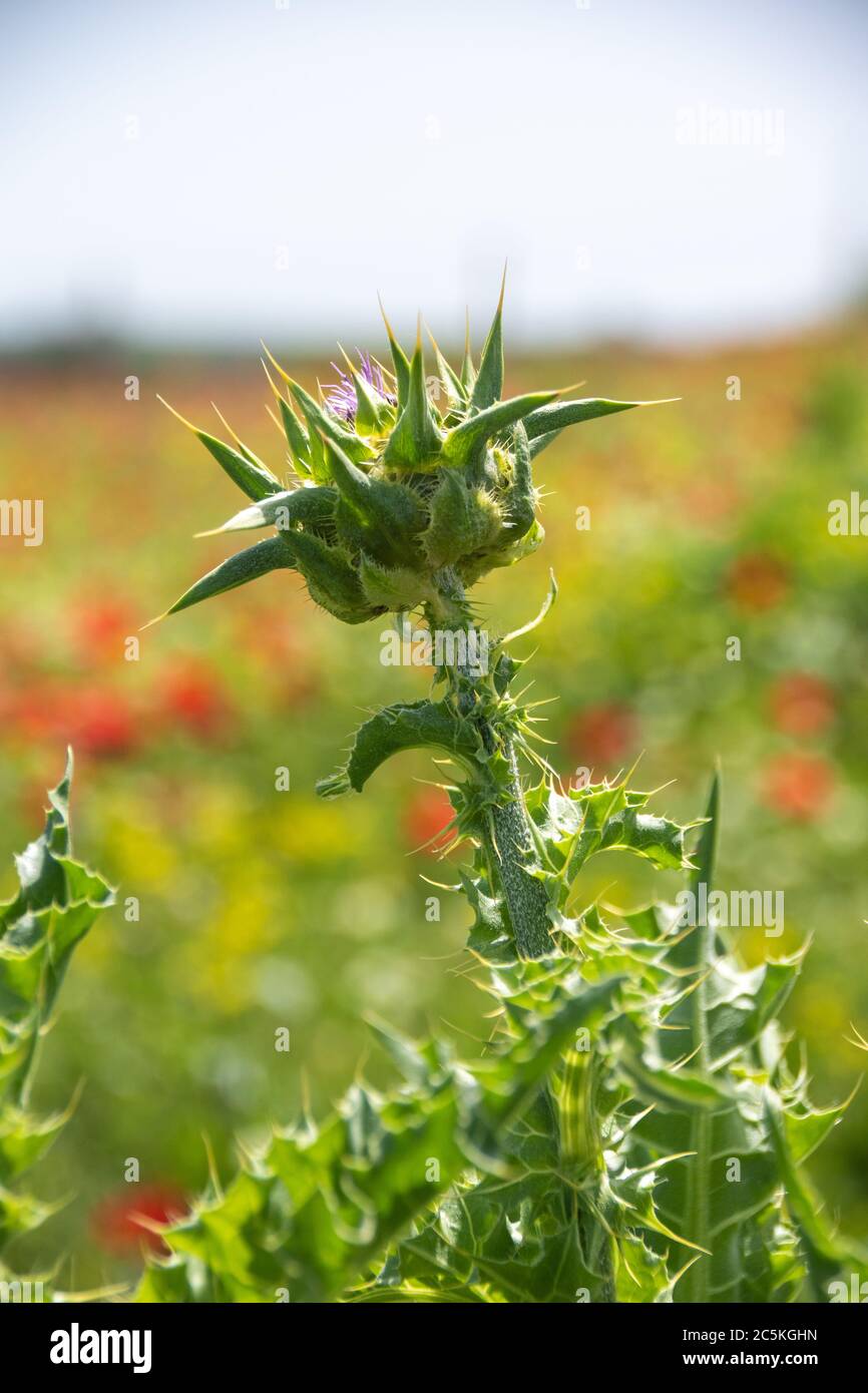 Una pianta spinosa in erbe verdi. Sfondo naturale Foto Stock