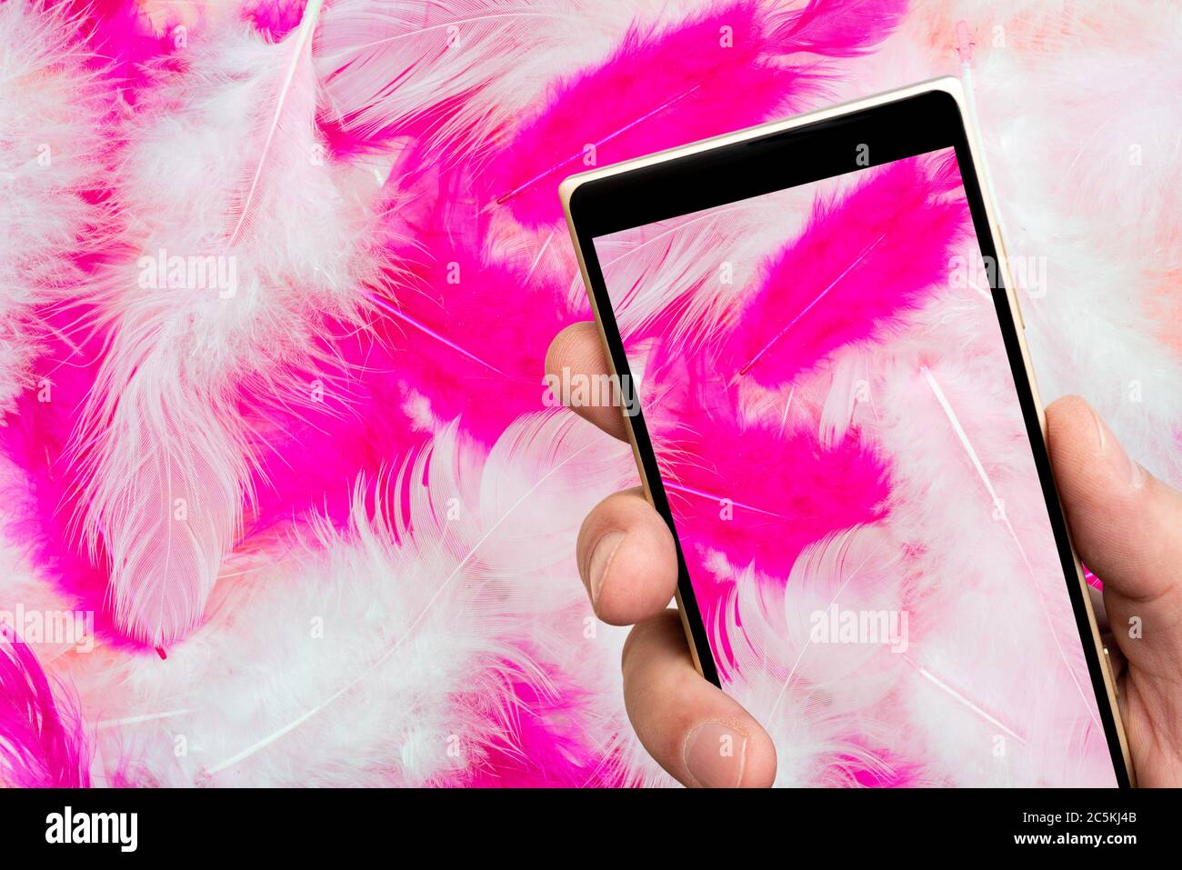 Piume rosa sullo schermo dello smartphone. Piume di uccello bianche e rosa.  Biglietto d'auguri per il giorno delle valentine Foto stock - Alamy