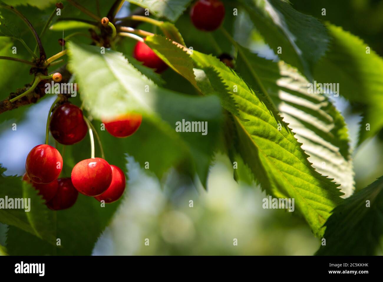 Bellissimi Fiori Foto Stock