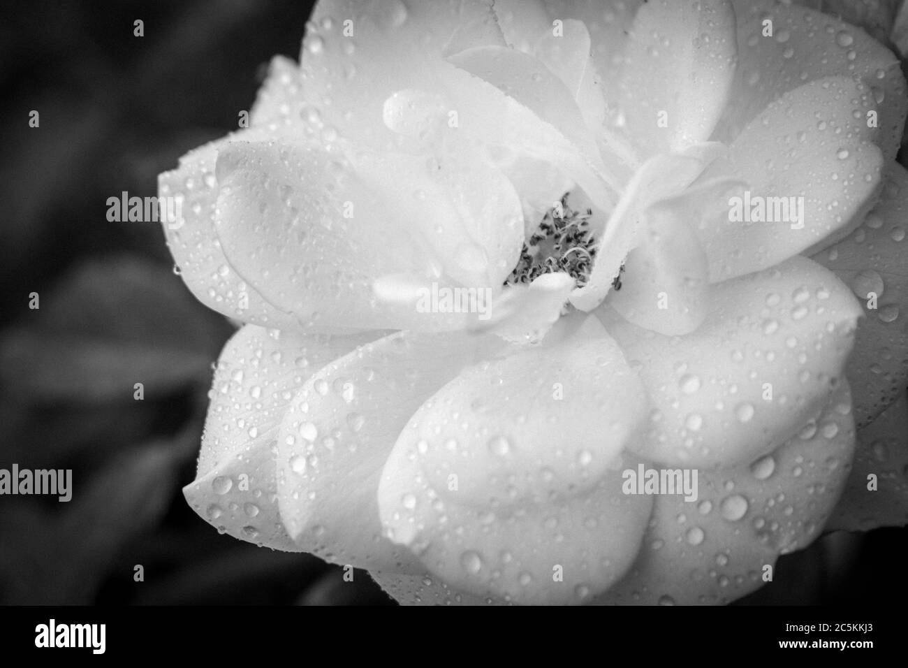 Bellissimi Fiori Foto Stock