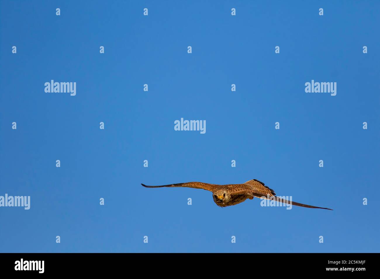 Falcon volante con caccia. Sfondo blu cielo. Uccello: Gheppio minore. Falco naumanni. Foto Stock