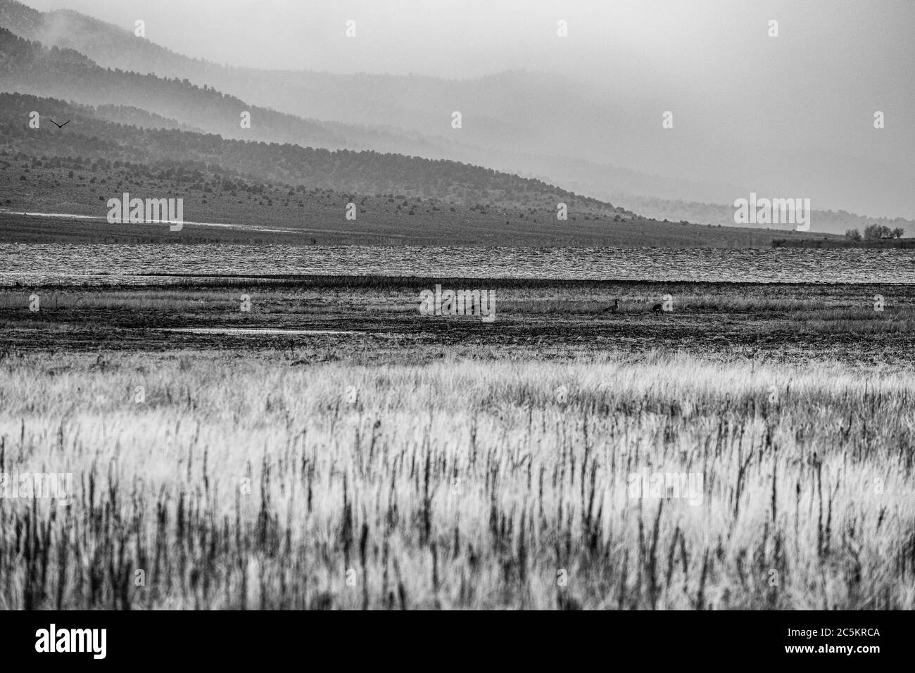 Le anatre si godono un bacino idrico locale durante una pausa dall'inverno. Foto Stock