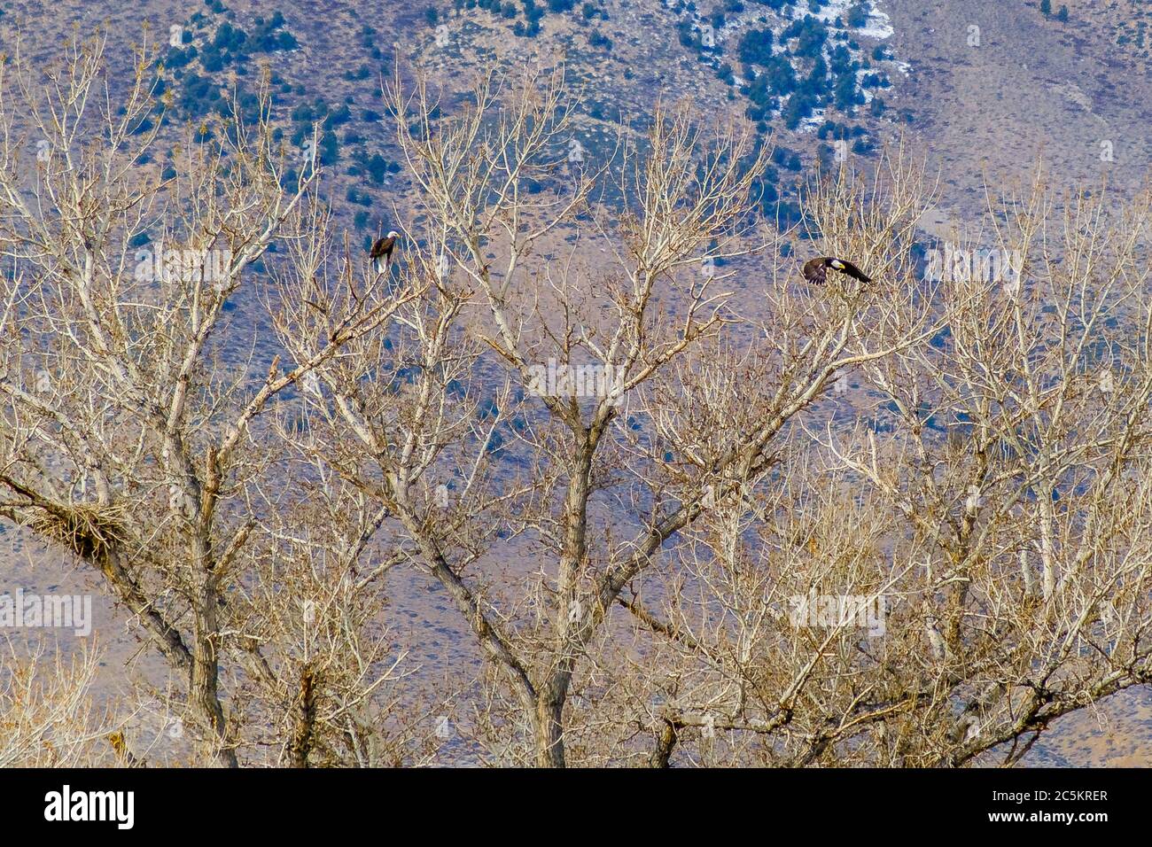 Due aquile baldone volano dal loro nido nella valle di owen. Foto Stock