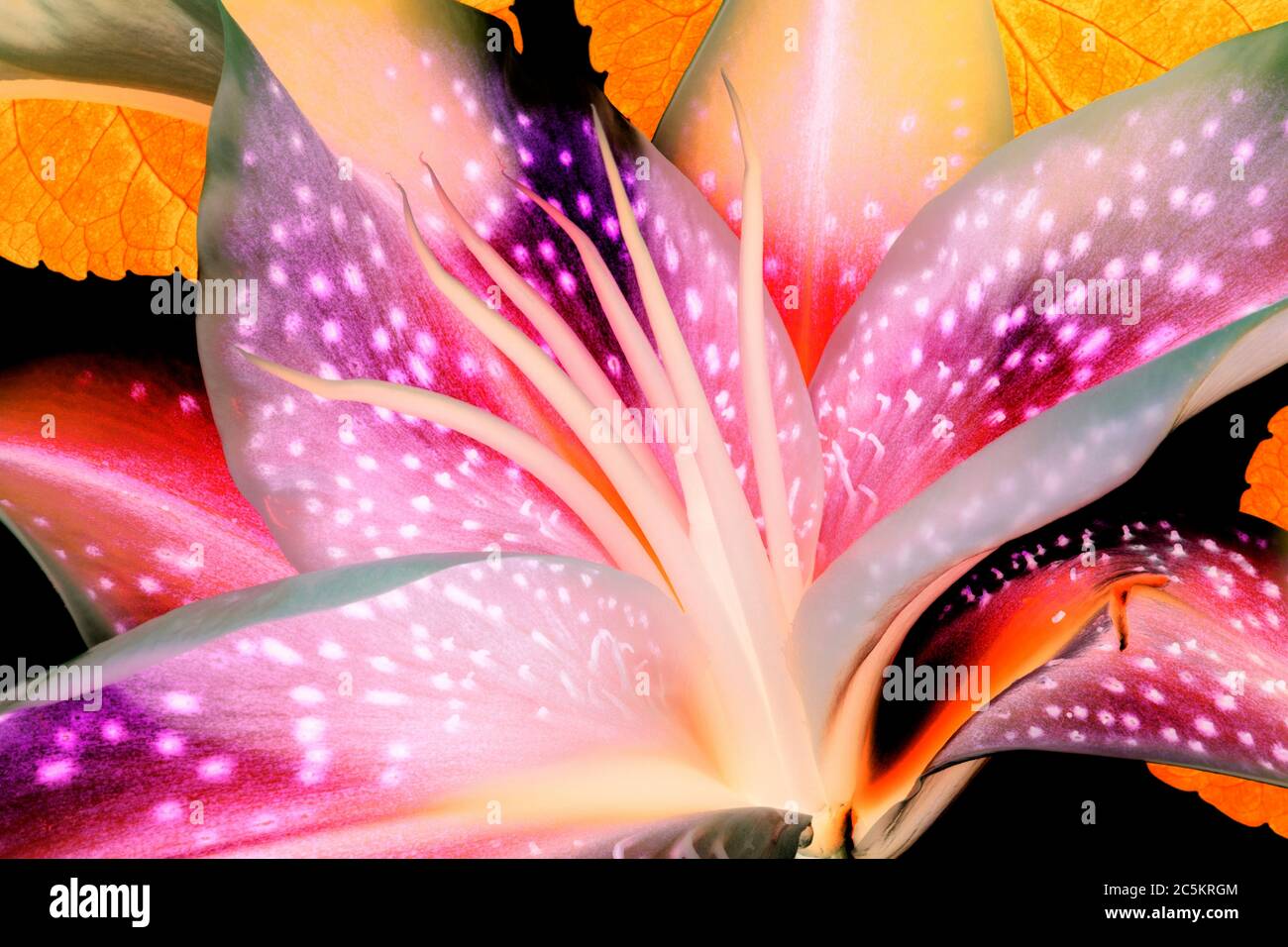 Colorful e astratto Stargazer Lilly primo piano Foto Stock