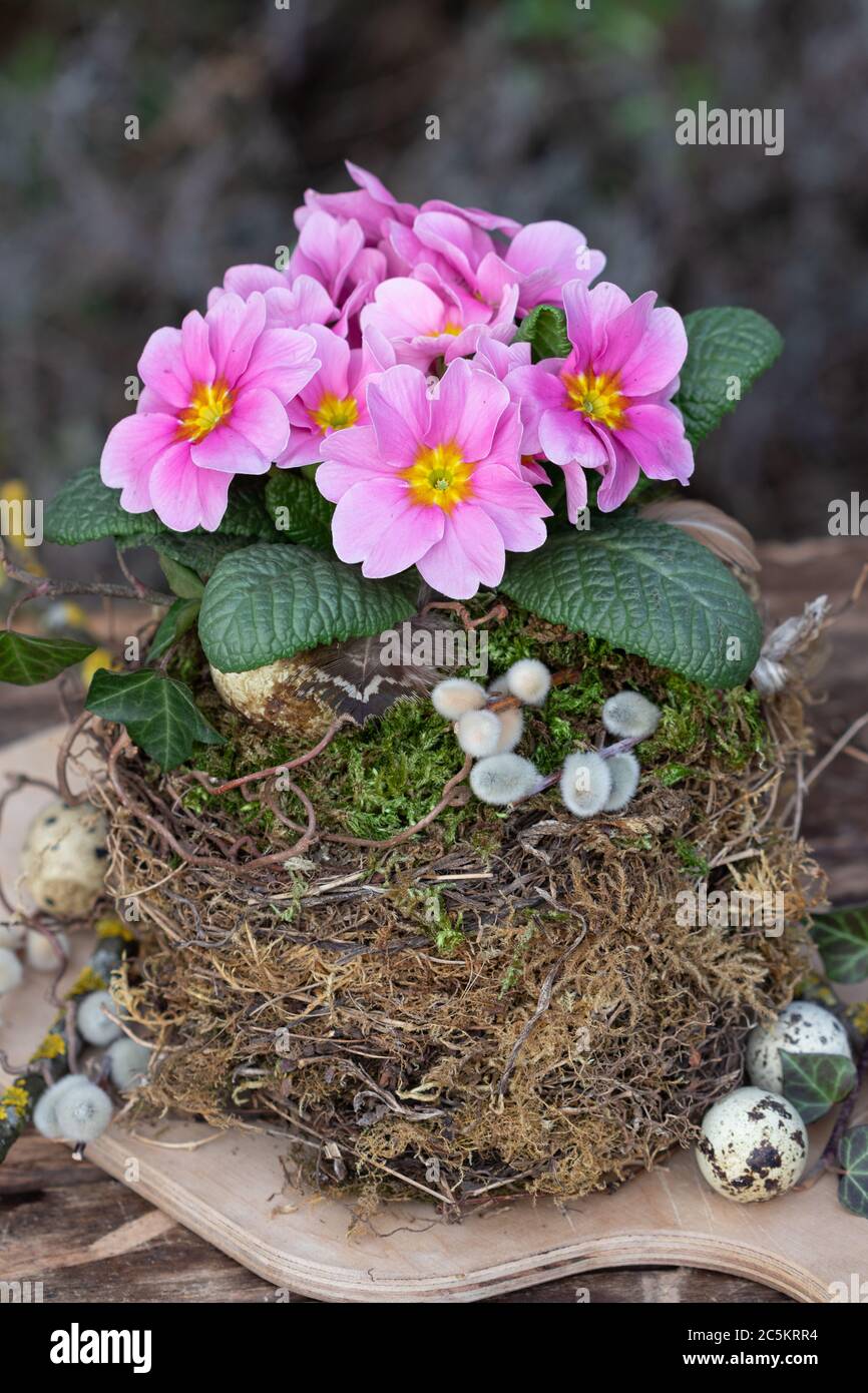 decorazione primaverile con rosa primaverile in nido d'uccello Foto Stock