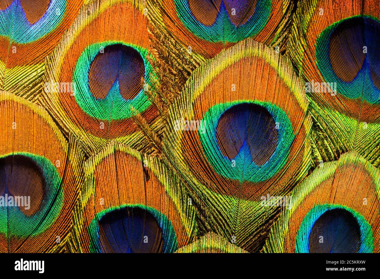 Macro Foto di coloratissima e iridescente Peacock Feathers arrangiamento Foto Stock