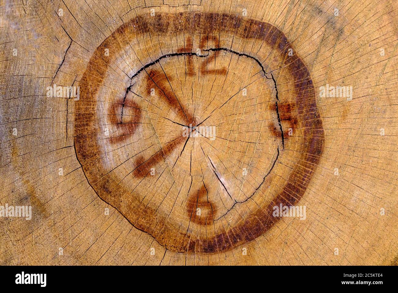 Imitazione del quadrante dell'orologio alla fine di un log di legno. Ha segato un tronco asciutto spaccato con anelli annuali. Orologio decorativo naturale. Foto Stock