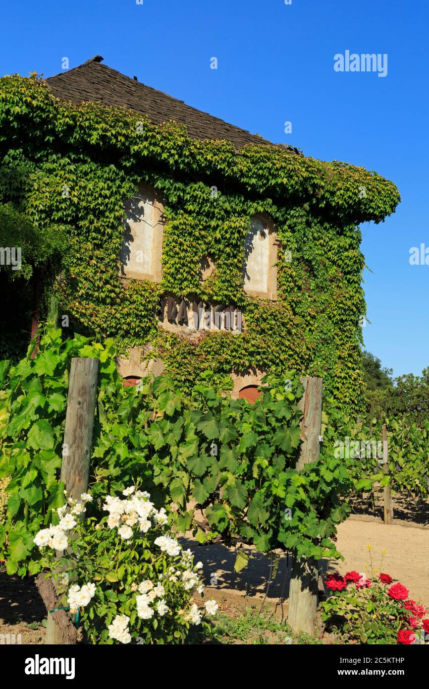 Tra Vigne Wine Bar, St Helena, Napa Valley, California, Stati Uniti Foto Stock