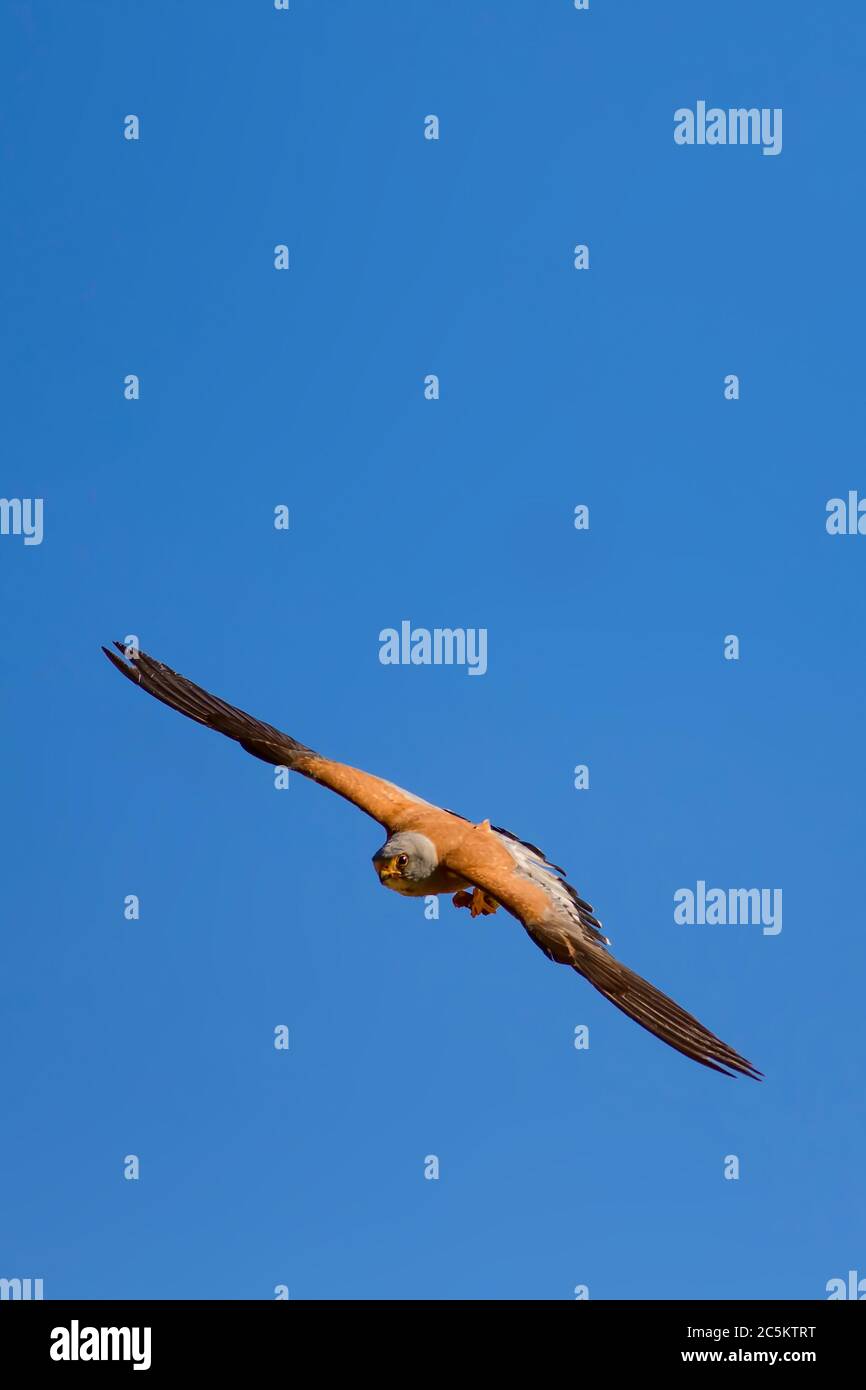 Falcon volante con caccia. Sfondo blu cielo. Uccello: Gheppio minore. Falco naumanni. Foto Stock