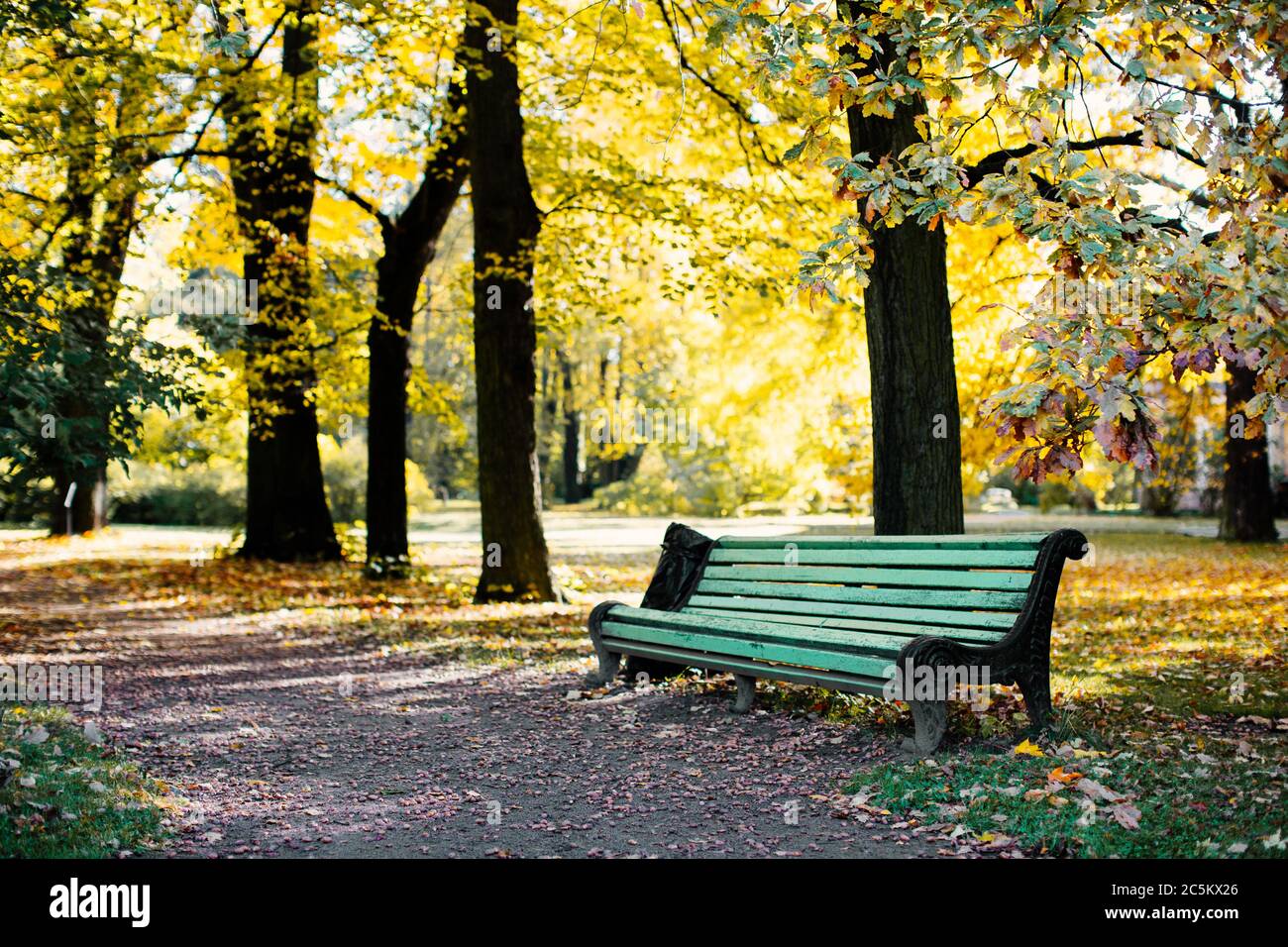 Paesaggio d'autunno dorato con panca di legno sotto alberi colorati (quercia) in una giornata soleggiata e calda. Parco con una panchina e un sentiero con foglie gialle nel aut Foto Stock