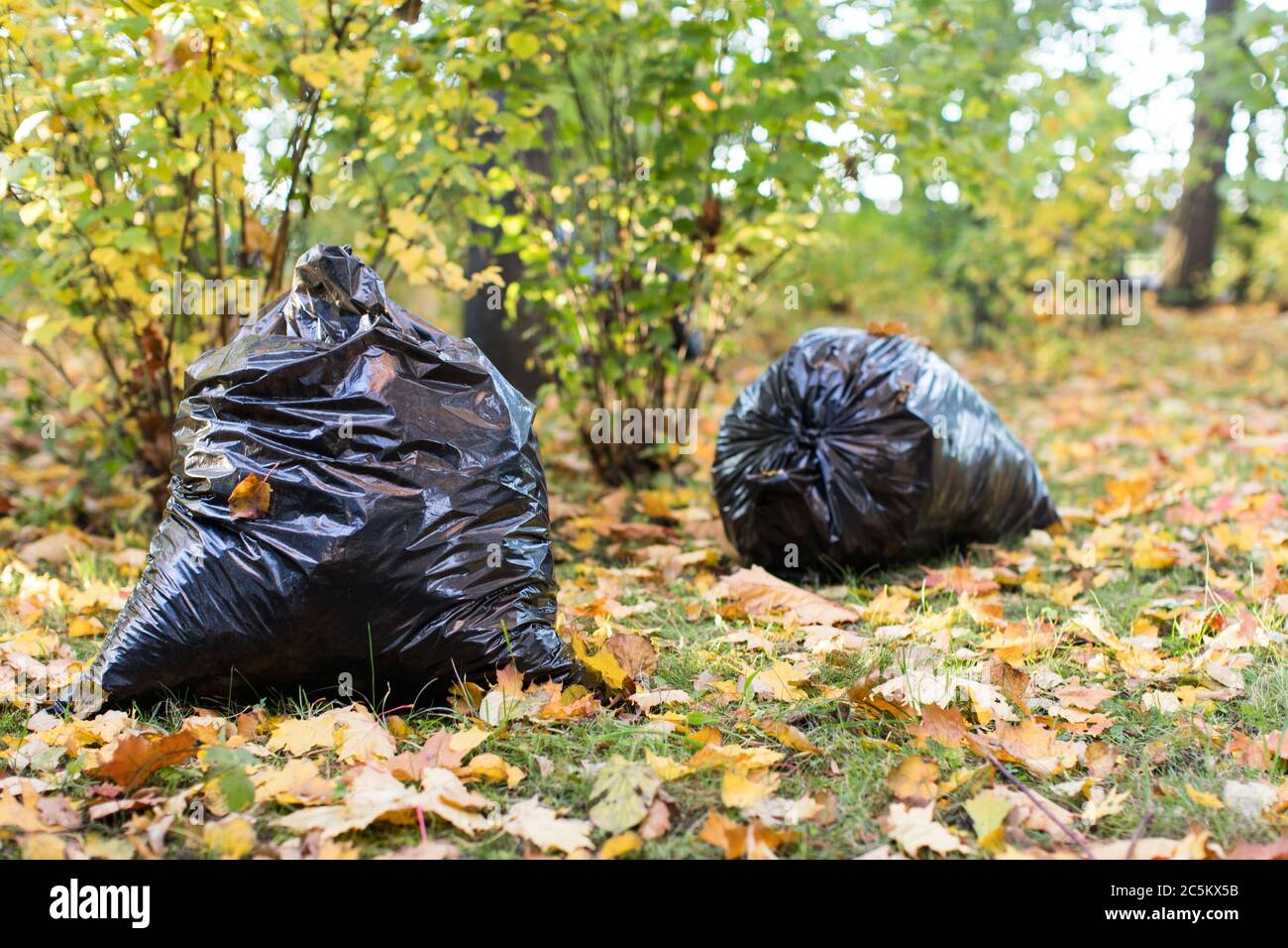 Sacchetti di plastica neri pieni di foglie autunnali. Grandi sacchi di  rifiuti di plastica nera con foglie secche cadute si erono sull'erba.  Pulizia stagionale della città Foto stock - Alamy