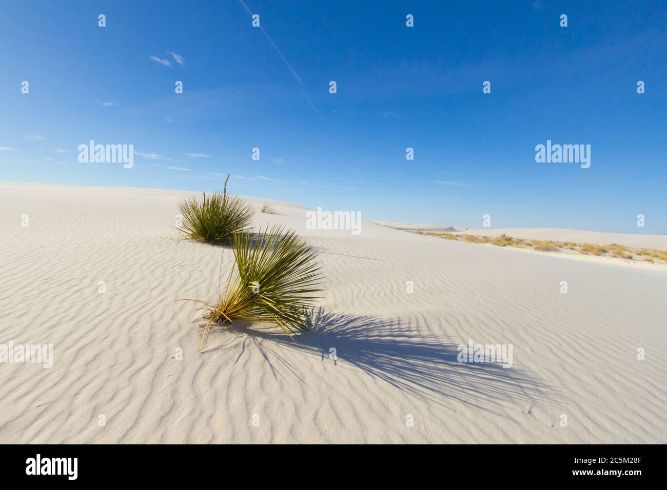L'albero del sapone Yucca cresce selvaggio nella sabbia di gesso del Monumento Nazionale delle Sands bianche nel New Mexico. Foto Stock