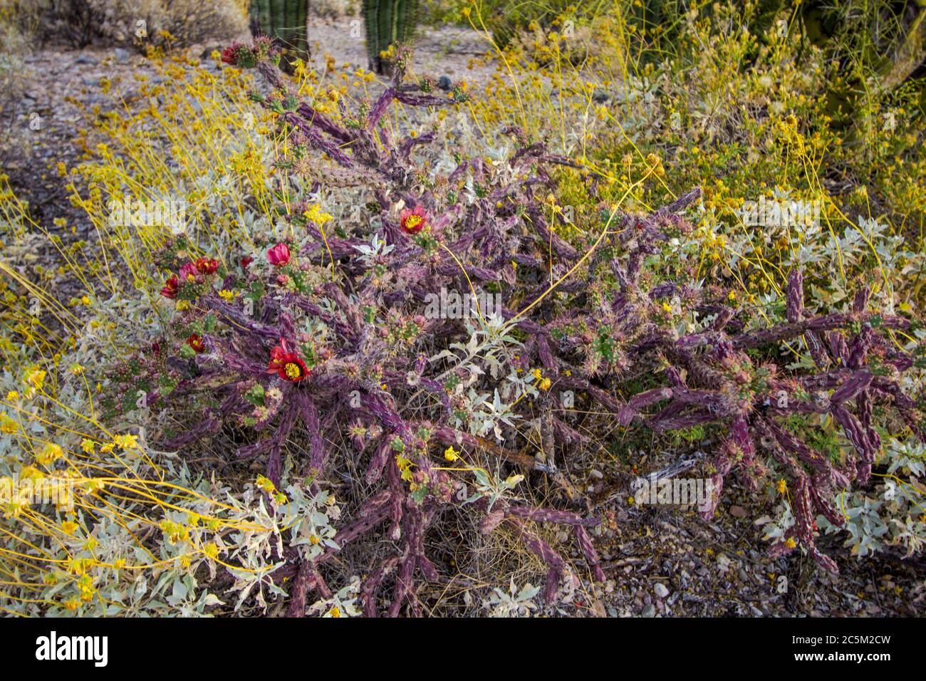 Staghorn Cholla in fiore con fiori selvatici rossi al Saguaro National Park a Tucson, Arizona. Foto Stock