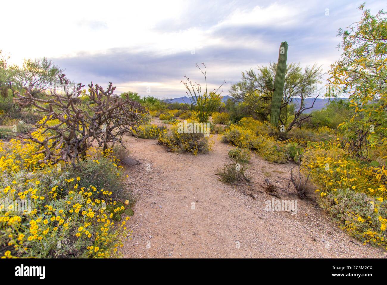 Paesaggio del deserto di Wildflower. Fiori selvatici e cactus nella natura selvaggia del Parco Nazionale di Saguaro fuori Tucson, Arizona. Foto Stock