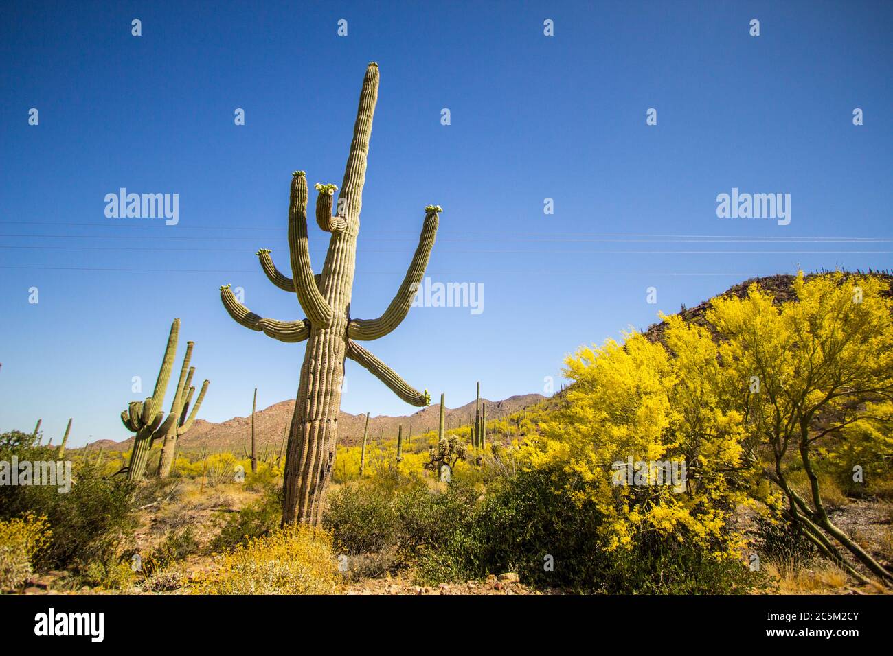 Saguaro Cactus in fiore. Grande cactus Saguaro con fiori selvatici al Parco Nazionale Saguaro in Tucson Arizona. Foto Stock