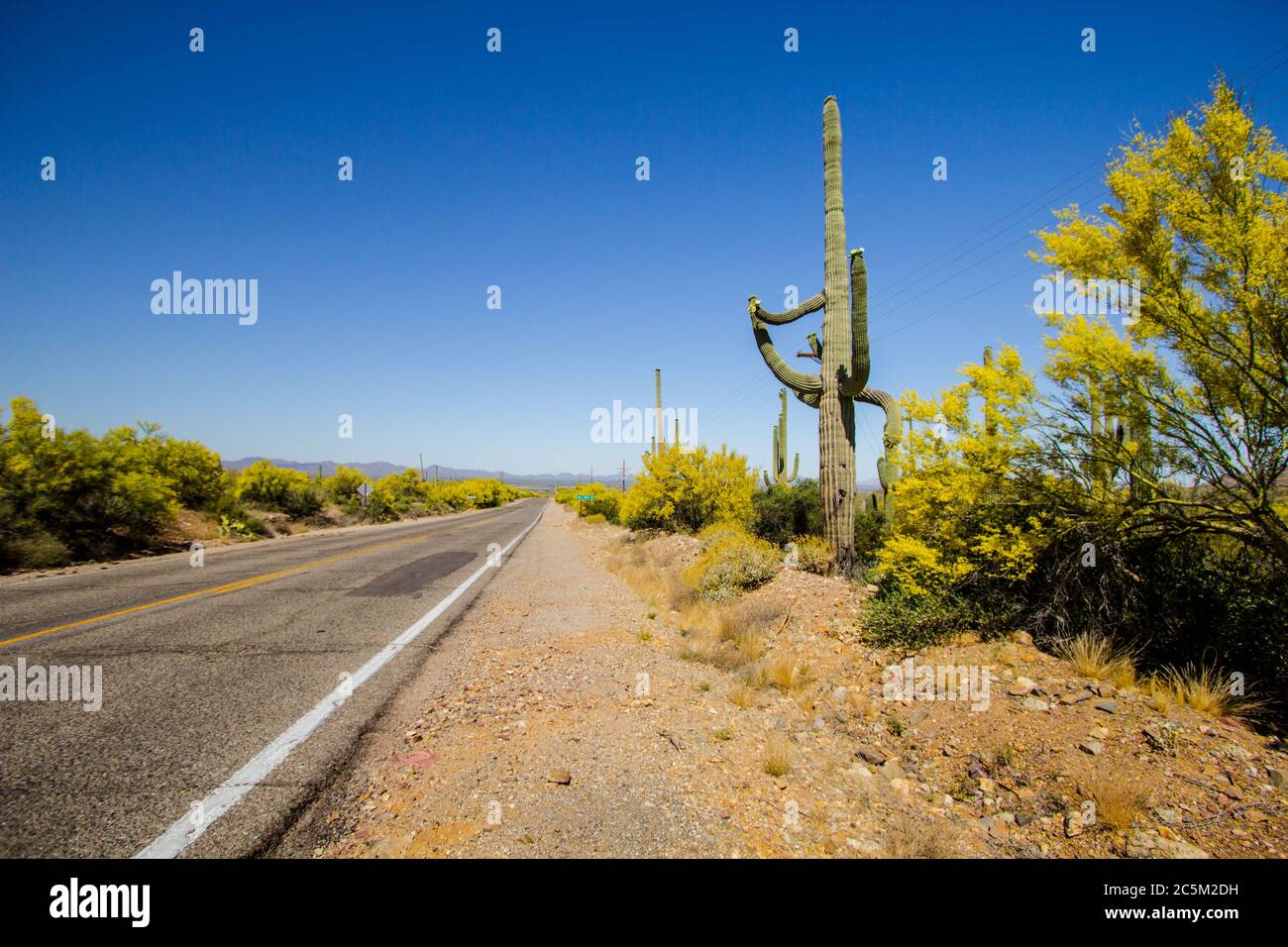 Strada panoramica nel deserto. Grande cactus Saguaro sul lato della strada di una remota autostrada Arizona a due corsie negli Stati Uniti Foto Stock