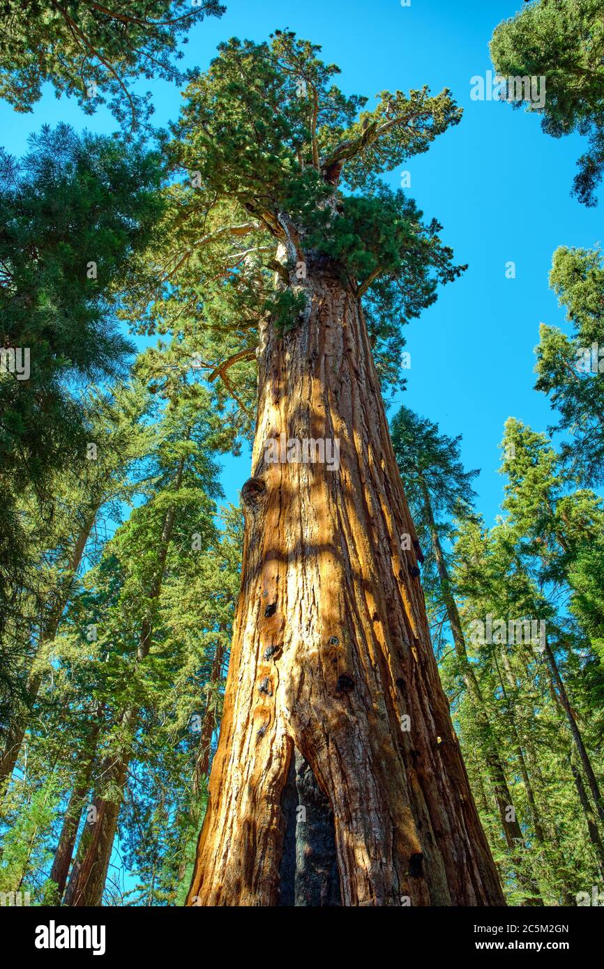 Sequoia National Park in California, USA. Foto Stock