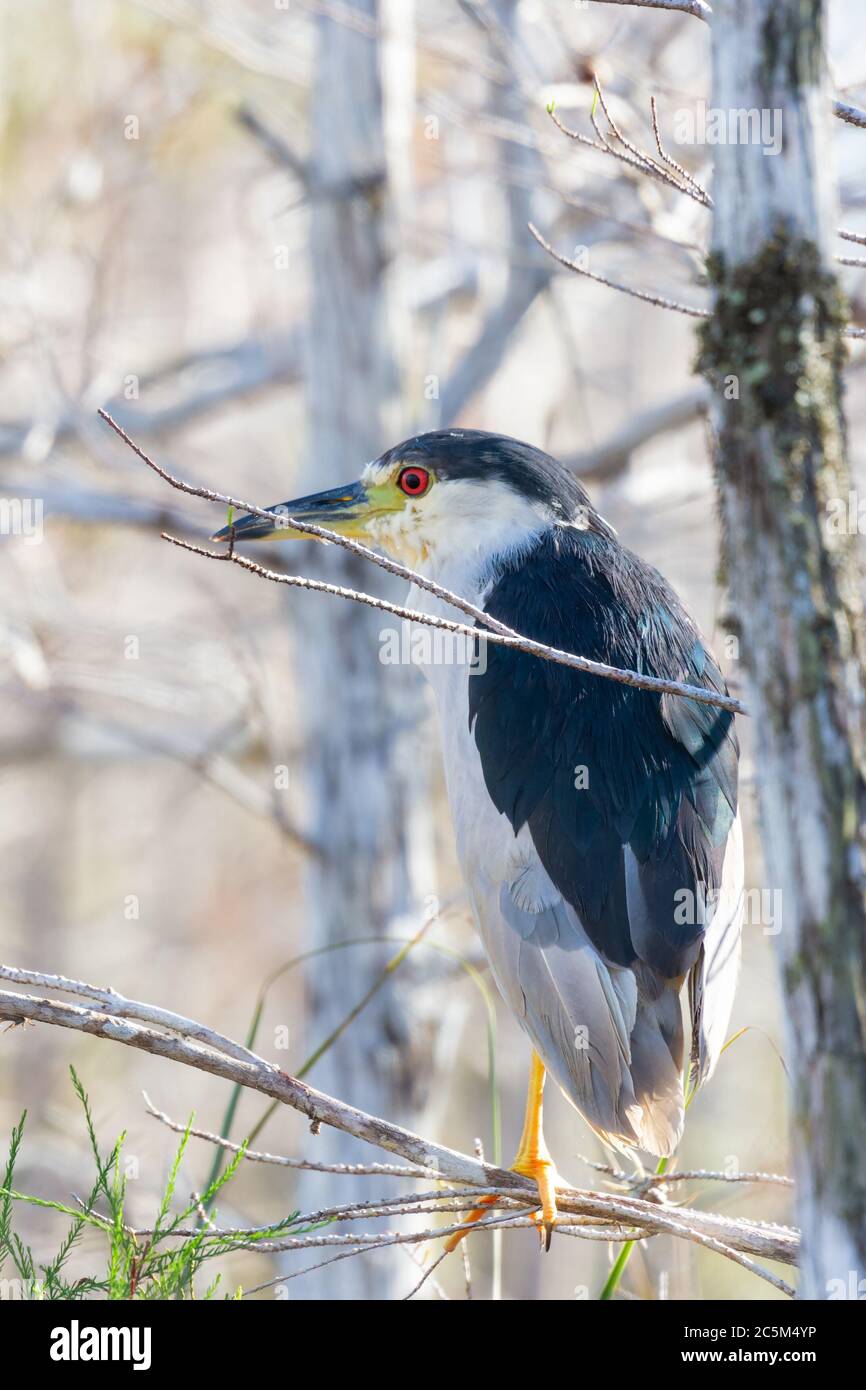Airone notturno incoronato di nero (nycticorax nycticorax) seduto su un ramo di albero. Riserva nazionale Big Cypress. Florida. STATI UNITI Foto Stock