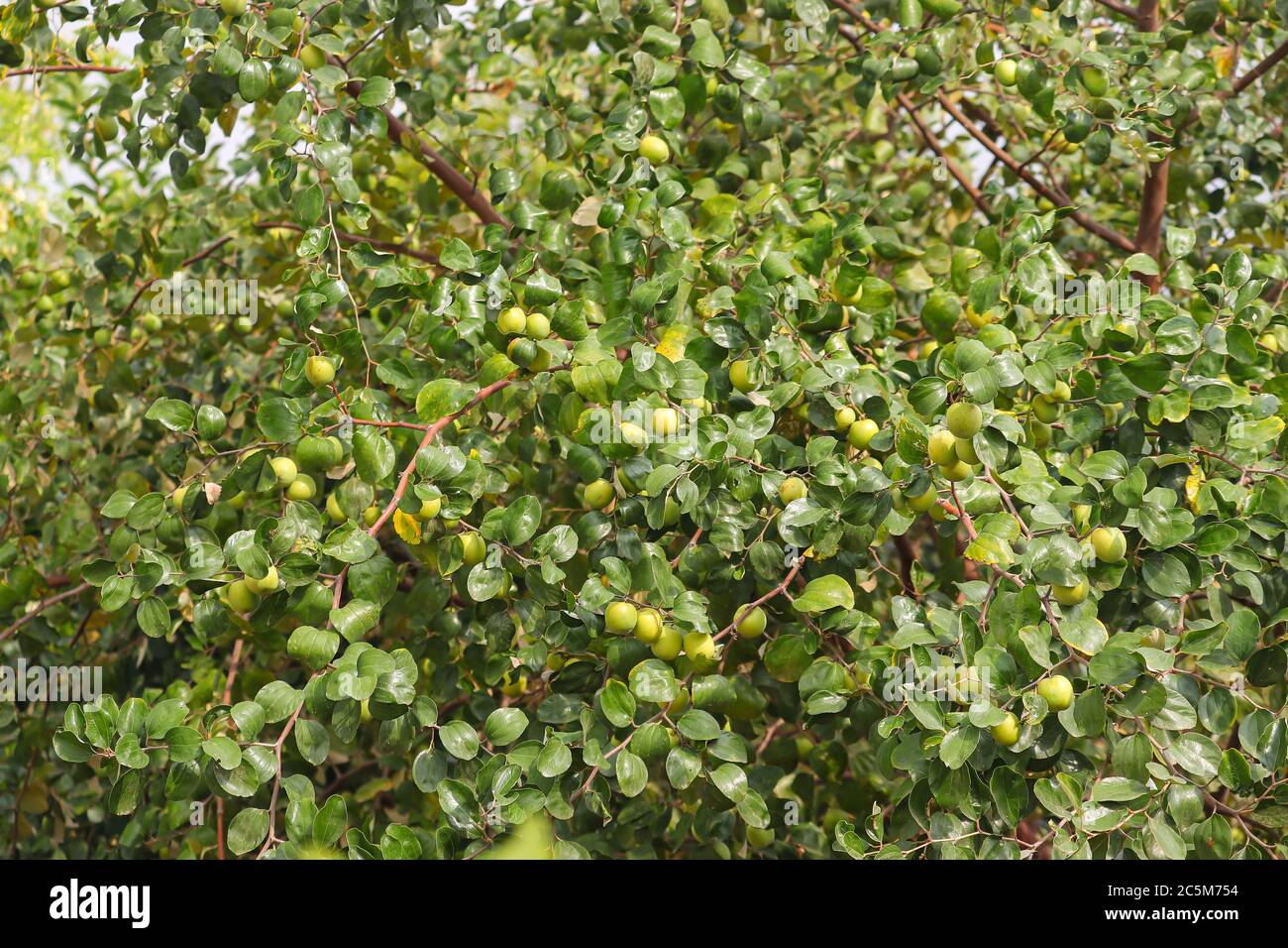 Jujubes frutta sul ramo dell'albero in India Foto Stock