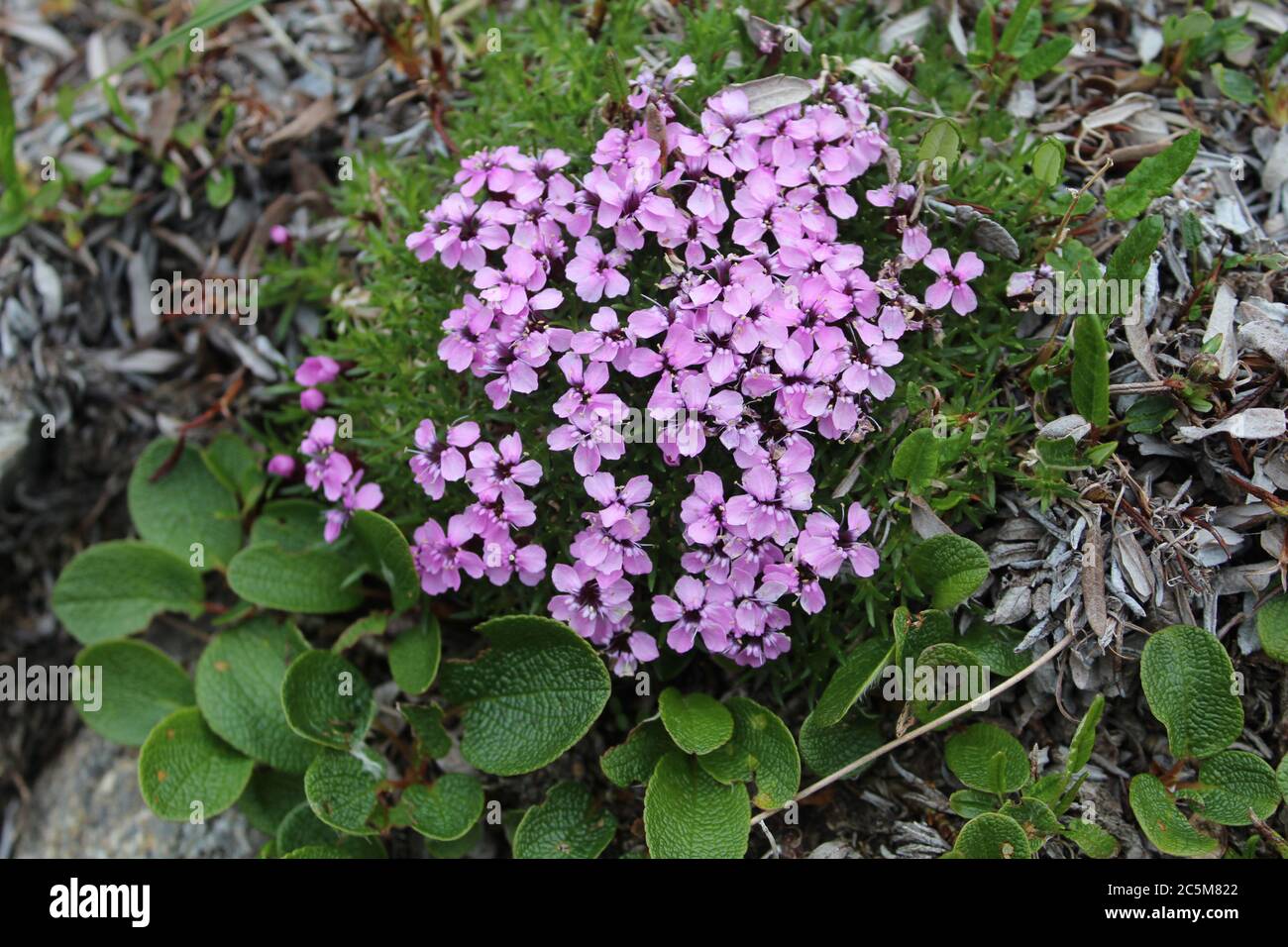Moss campion al Parco Nazionale di Denali Foto Stock