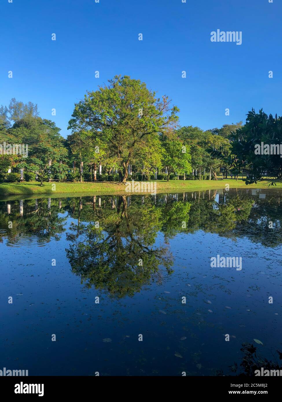 Lago, cielo blu e alberi con riflessi in acqua Foto Stock