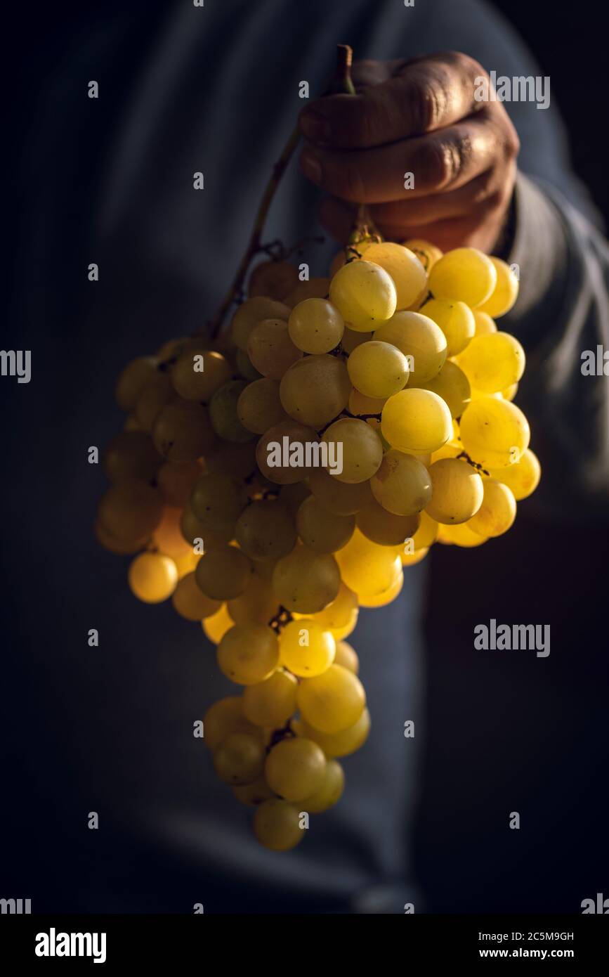 Mano dell'uomo che tiene un grappolo grande di uva matura. Deliziose uve biologiche alla luce naturale del sole. Tempo di mietitura. Frutta dolce e biologica Foto Stock