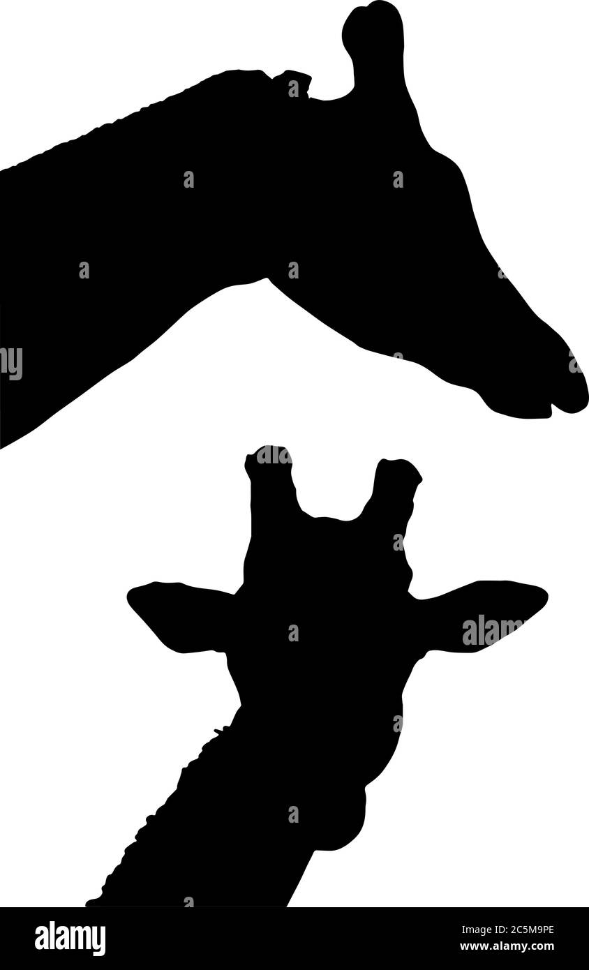 Giraffe Profilo testa e collo silhouette vettoriale Illustrazione Vettoriale