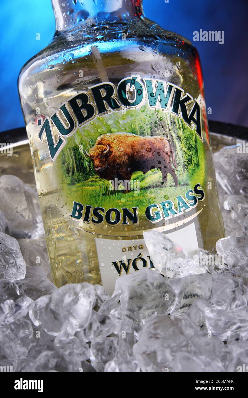 POZNAN, POLONIA - 3 GENNAIO 2020: Bottiglia di Zubrowka conosciuta anche in inglese come Bison Grass Vodka, una vodka secca al gusto di erbe, distillata dalla segala e dalla manufa Foto Stock POZNAN, POLONIA - 3 GENNAIO 2020: Bottiglia di Zubrowka conosciuta anche in inglese come Bison Grass Vodka, una vodka secca al gusto di erbe, distillata dalla segala e dalla manufa Foto Stock