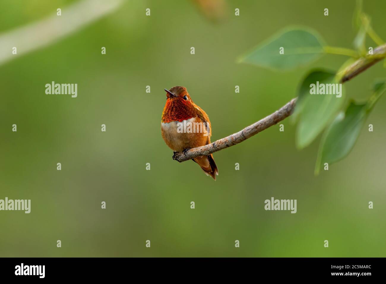 Adulto maschio rudoso hummingbird (Selasforus rufous) arroccato sul ramo Foto Stock