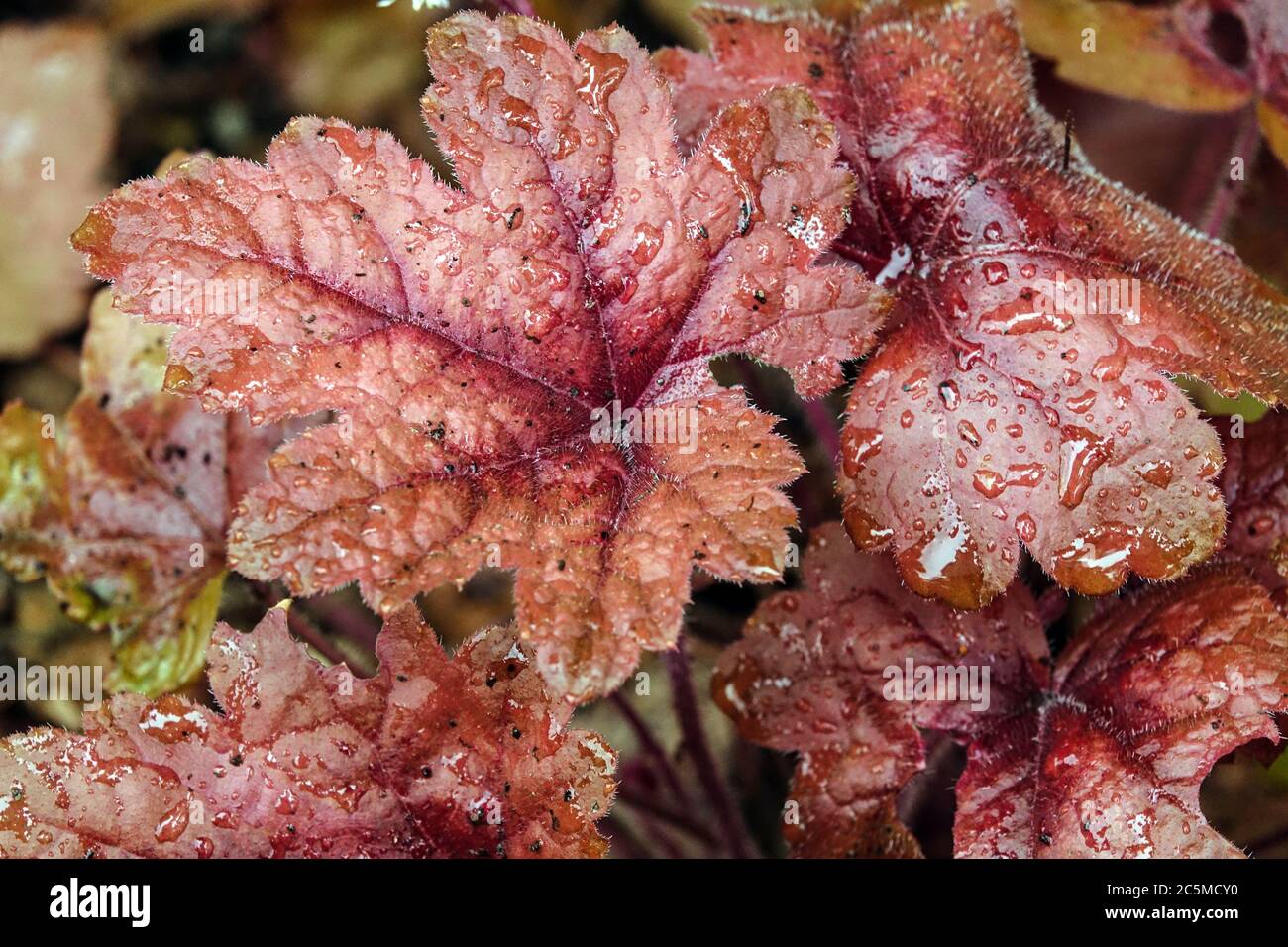 Heucherella 'Lanterna di Ottone' schiumosa Bells Heucherellas Foto Stock