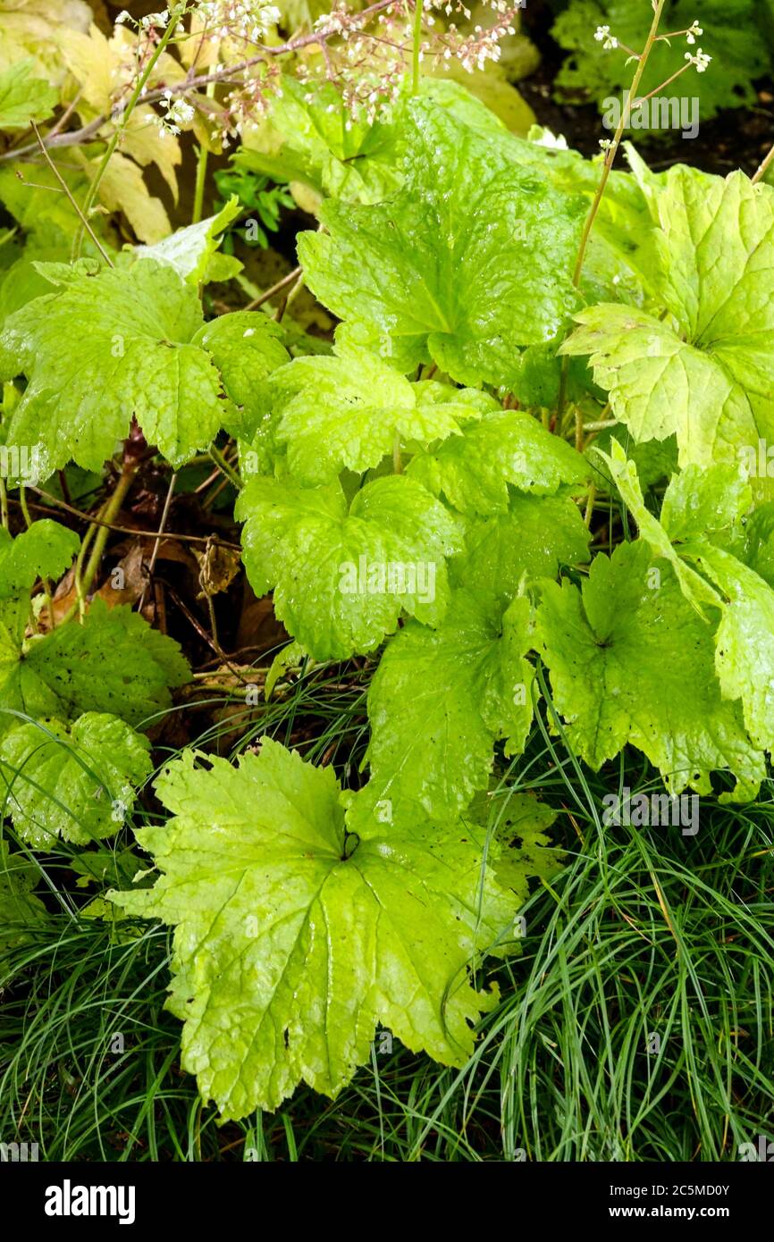 Foglie di Heuchera Heuchera "Electric Lime" Heuchera verde giallo brillante Heucheras che cresce piante da giardino foglie ornamentali Foto Stock
