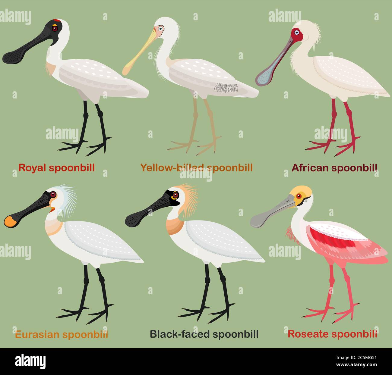 Carino uccello guado illustrazione insieme vettore, Royal Spoonbill, Yellow-fatturato, Africano, Eurasian, Black-faced, roseate spatola, colorato uccello europeo ca Illustrazione Vettoriale