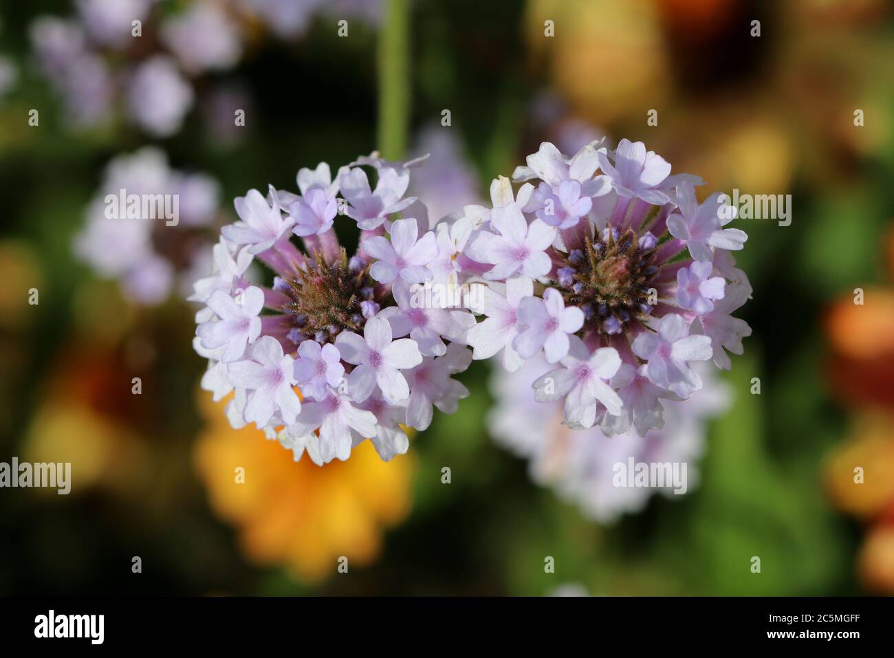 verbena bonariensis in macro viola chiaro Foto Stock