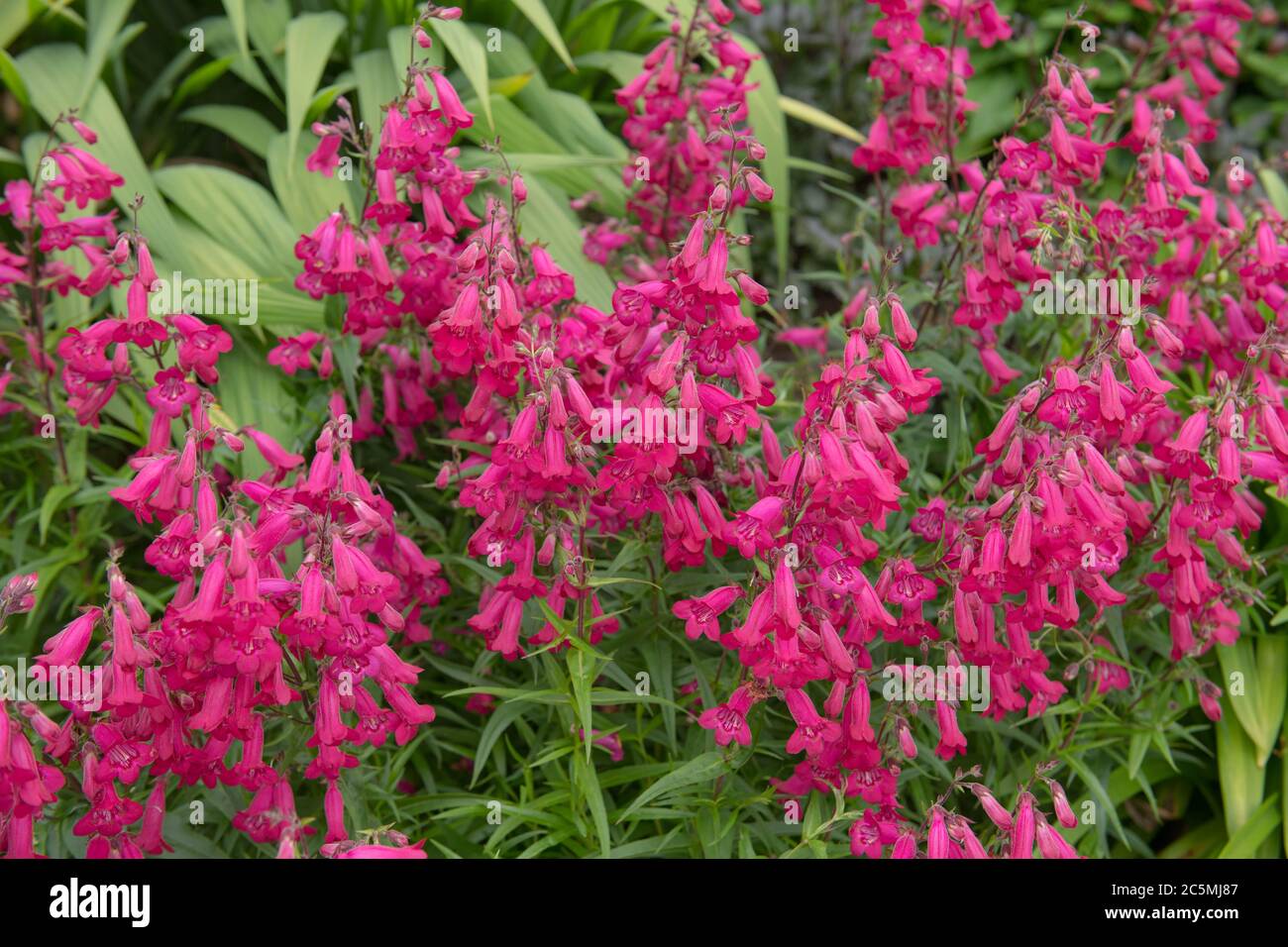 Fiori di rosa scuro in estate di una pianta di Penstemon (Penstemon 'Andenken an Friedrich Hahn') che cresce in un confine erbaceo Foto Stock