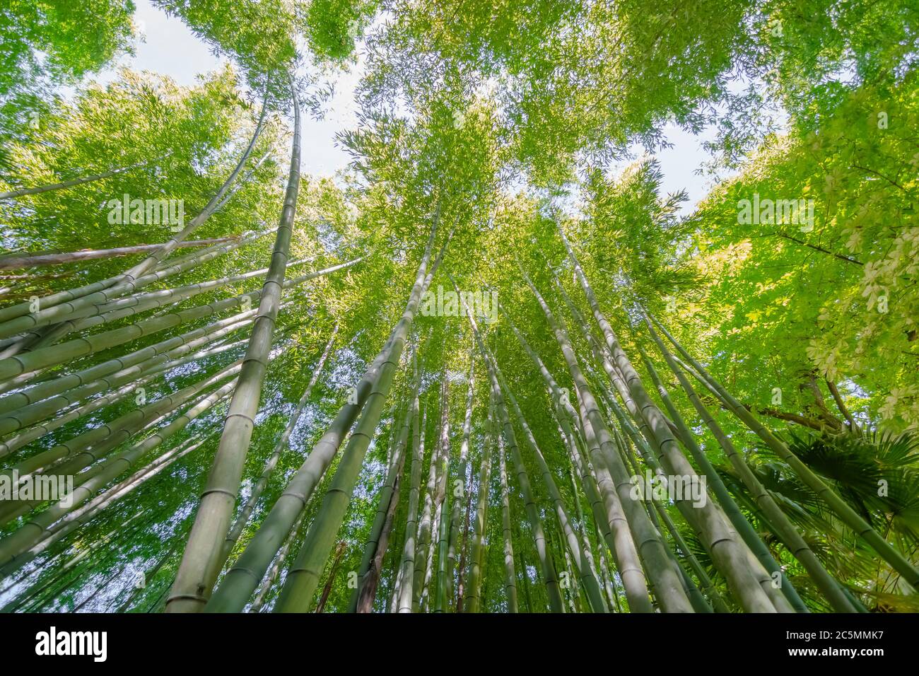 Bambù visto dalla terra. Foto Stock