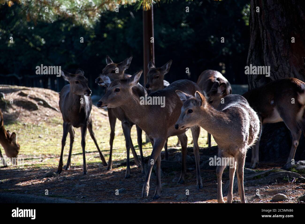 Cervi in autunno mattina al parco pubblico di Nara a Nara, Giappone Foto Stock