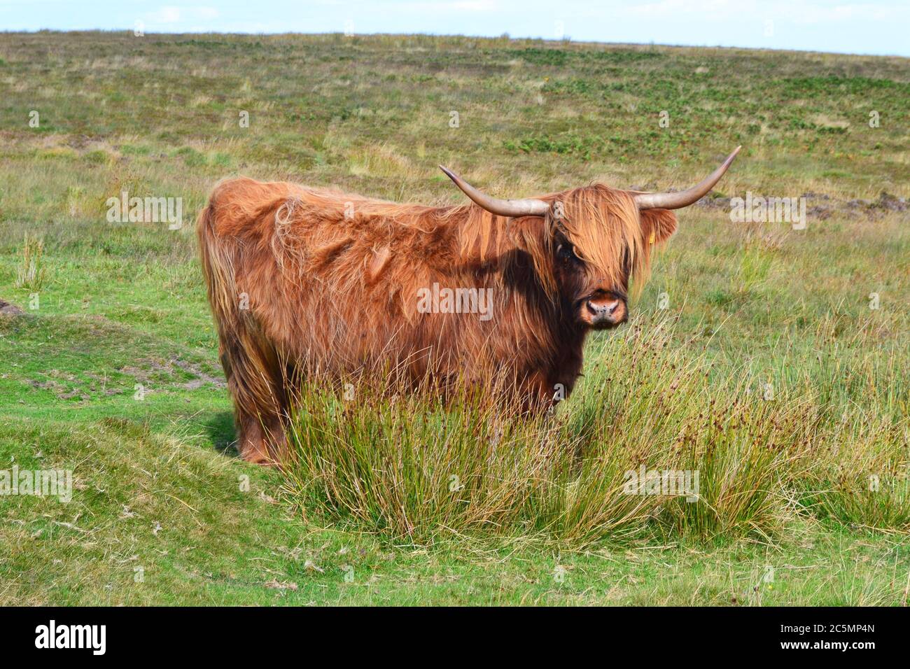 Bestiame delle Highland sui paesaggi selvaggi di Exmoor Devon, Regno Unito Foto Stock