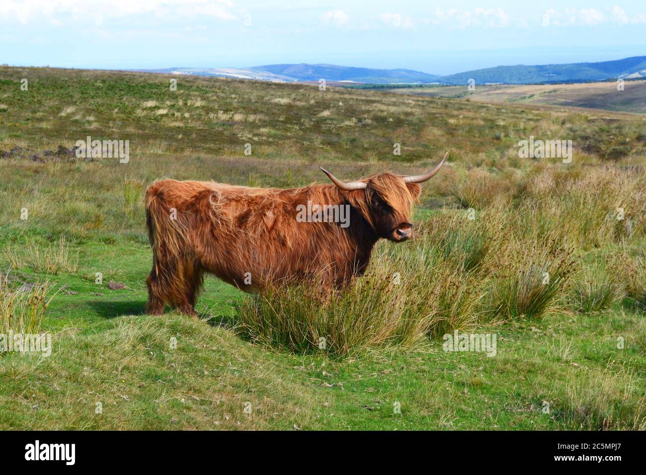 Bestiame delle Highland sui paesaggi selvaggi di Exmoor Devon, Regno Unito Foto Stock