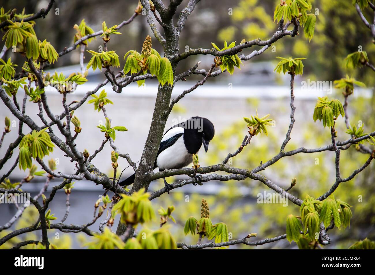 Una magpie si siede sulla cima di un castagno che fiorirà presto. Una vista mozzafiato sui rami di castagno verdeggianti in primavera. Bellissimo uccello magpie Foto Stock