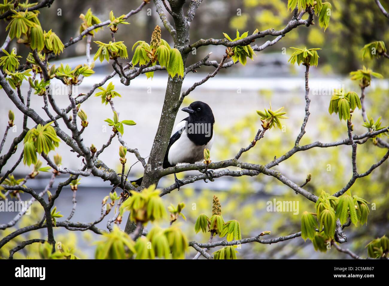 Una magpie si siede sulla cima di un castagno che fiorirà presto. Una vista mozzafiato sui rami di castagno verdeggianti in primavera. Bellissimo uccello magpie Foto Stock