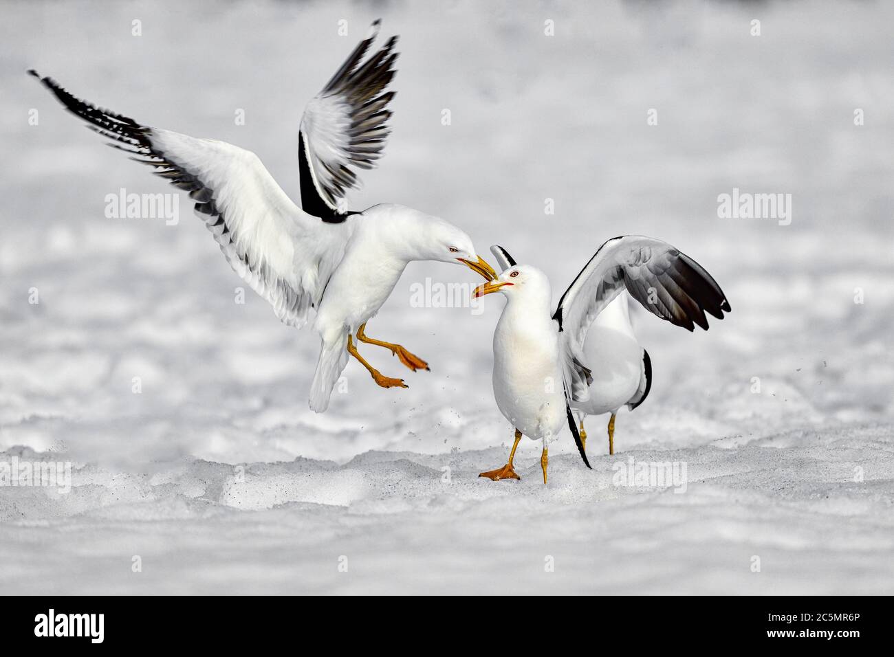 Auts! Un gabbiano nero minore mostra un'aggressività Foto Stock