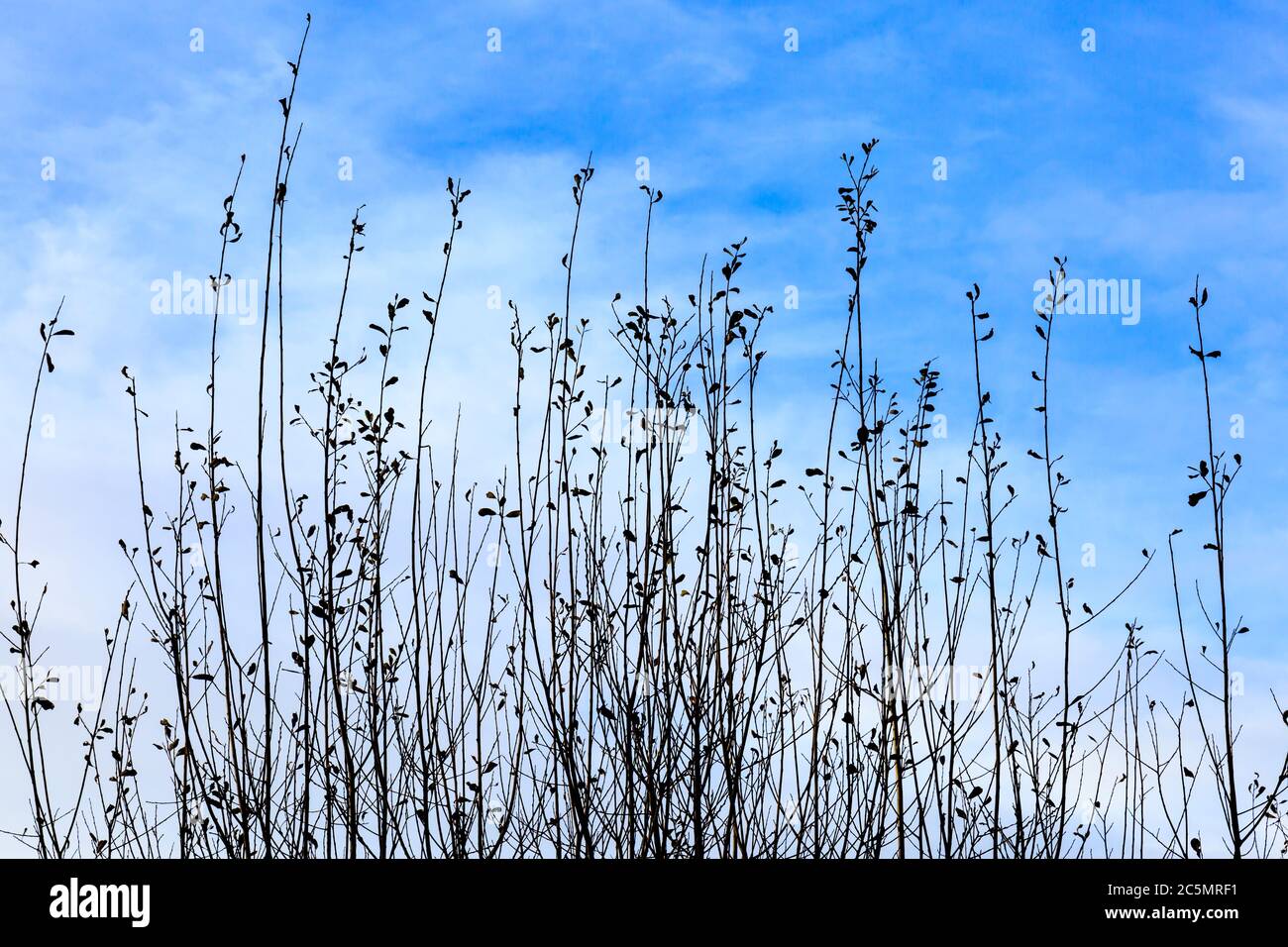 Una fotografia di erba alta con un cielo blu dietro Foto Stock