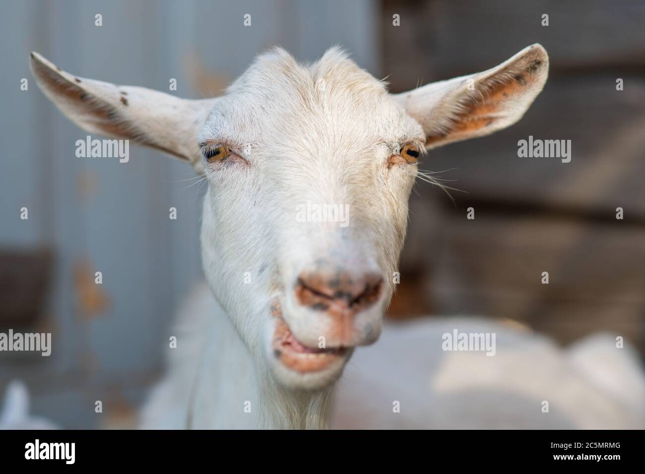 Testa di una capra bianca in un vicino villaggio. Foto Stock