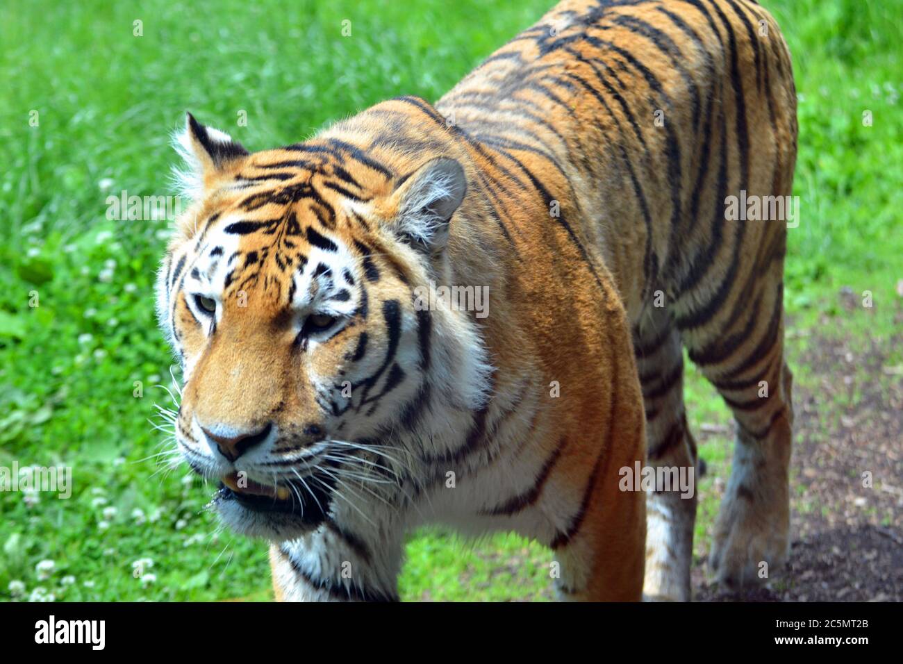 Amur Tiger allo Zoo di Banham, Banham, Norfolk, Inghilterra, Regno Unito Foto Stock