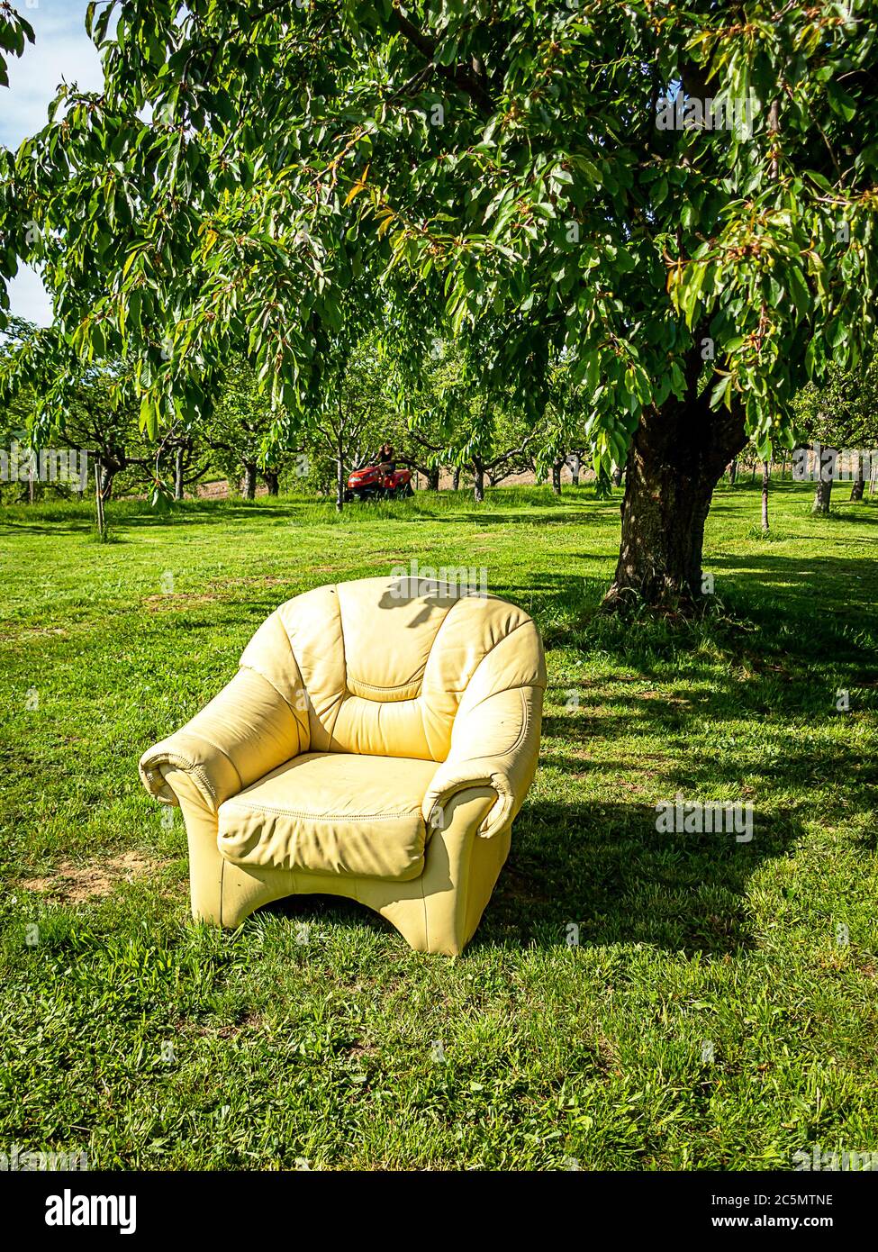 Una vecchia poltrona in pelle sotto il ciliegio in un giardino agricolo Foto Stock