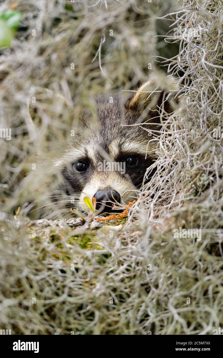 Il racoon si nasconde nell'albero dell'amaca e sta sbirciando Foto Stock