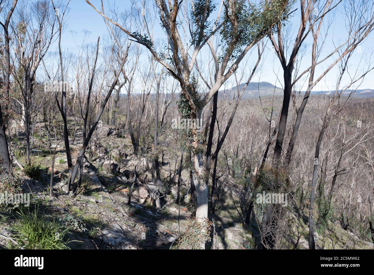 Giugno 2020: Segni di ricrescita e recupero dai devastanti incendi boschivi sulla linea di Bells Road vicino Bilpin Vedi le mie immagini comparative Gennaio 2020 Foto Stock