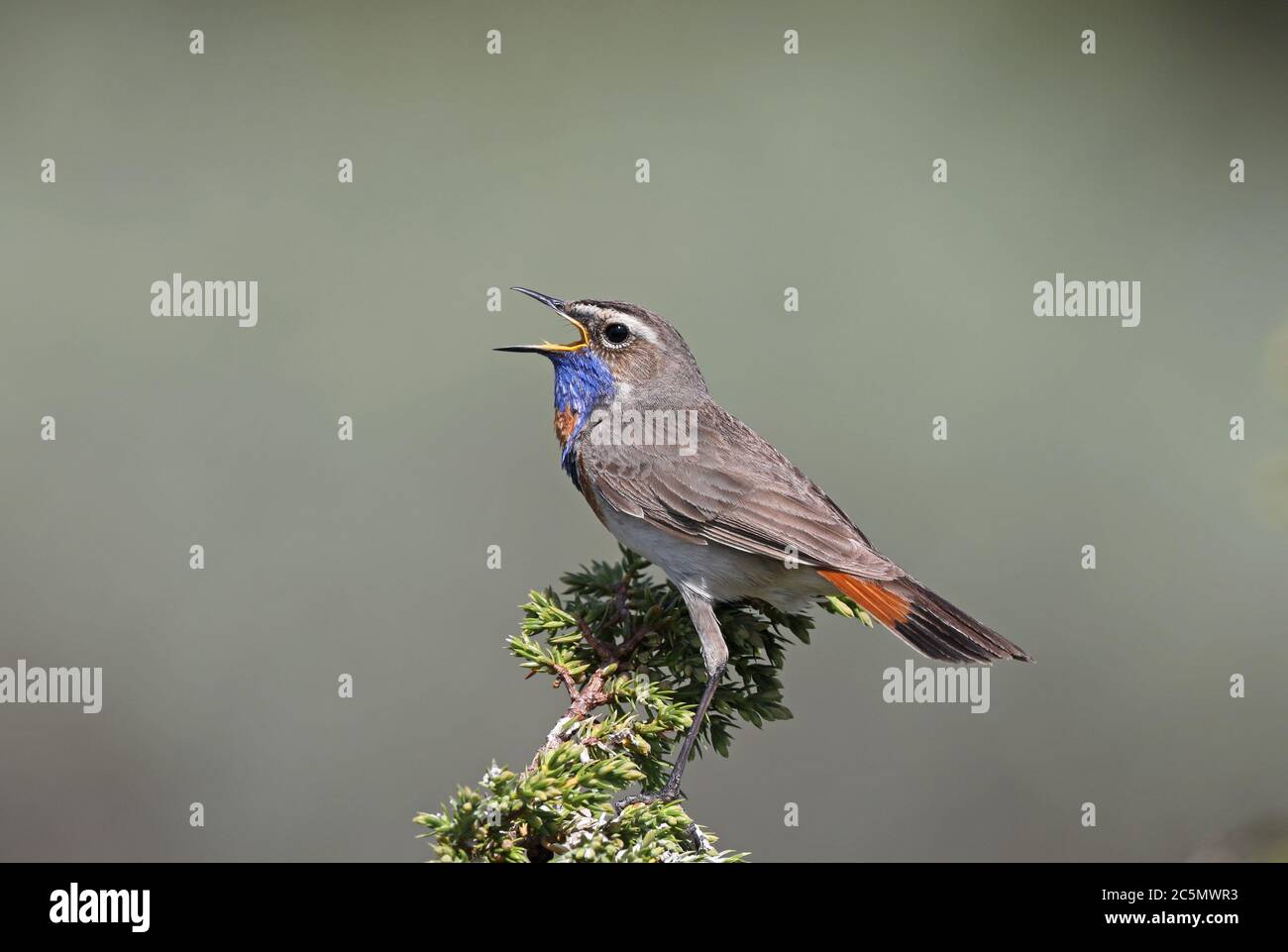 Bluegola, Luscinia svecica, canto da Juniper top Foto Stock